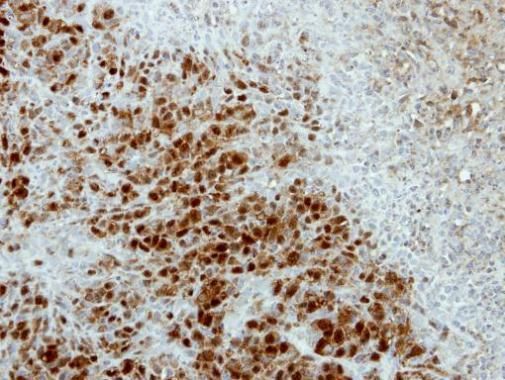 ASNA1 antibody