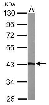 ASNA1 antibody