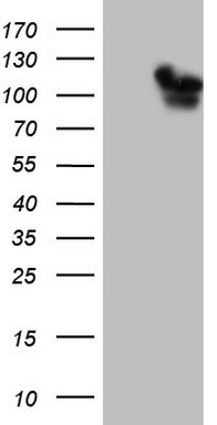 ASPA Antibody