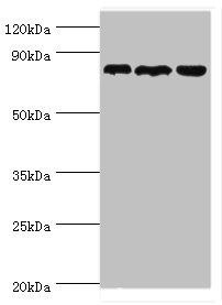 ASPH Antibody