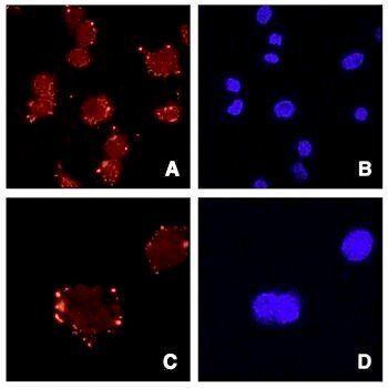 Goat anti-Asporin / ASPN Antibody