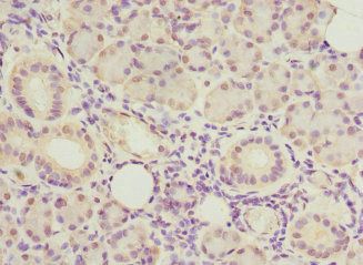 ASPSCR1 Antibody