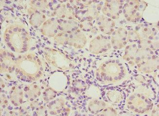 ASPSCR1 antibody