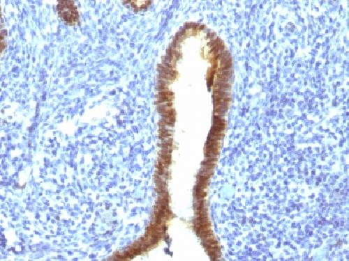 ASRGL1 (Asparaginase Like 1) Antibody