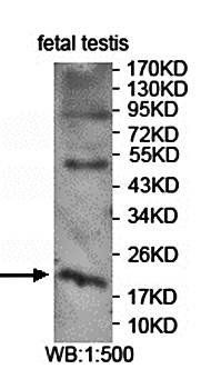 ASRGL1 antibody