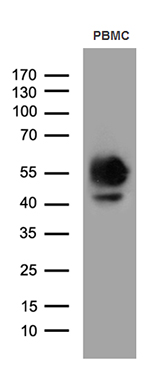 ASS1 Antibody