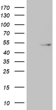 ASS1 Antibody