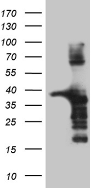 ASS1 Antibody