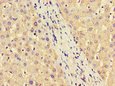 ASS1 Antibody