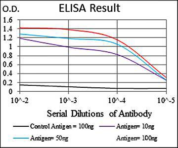 ASS1 Antibody