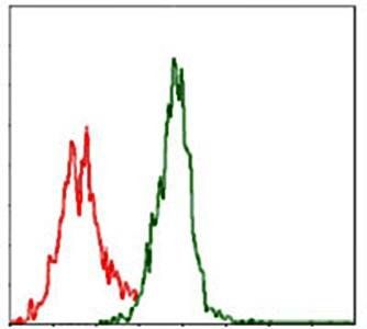 ASS1 Antibody