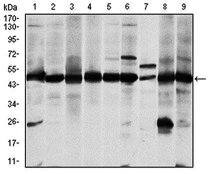 ASS1 Antibody