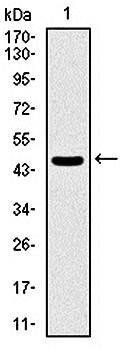 ASS1 Antibody