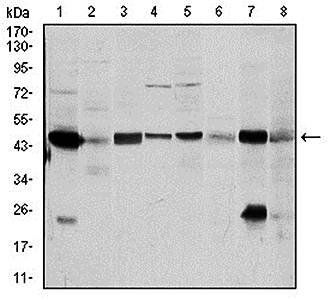 ASS1 Antibody