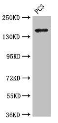 ASTN2 Antibody