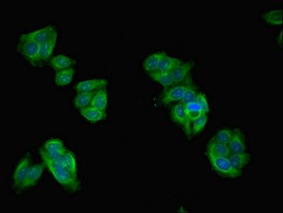 ASZ1 antibody