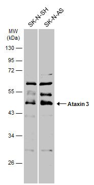 ataxin 3 Antibody