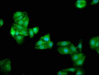 ATE1 Antibody