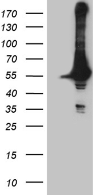 ATF1 Antibody