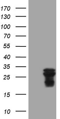 ATF1 Antibody