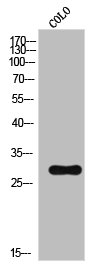 ATF1 antibody