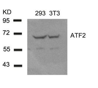 ATF2 (Ab-62 or 44) antibody