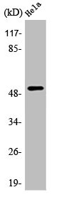 ATF2 Antibody