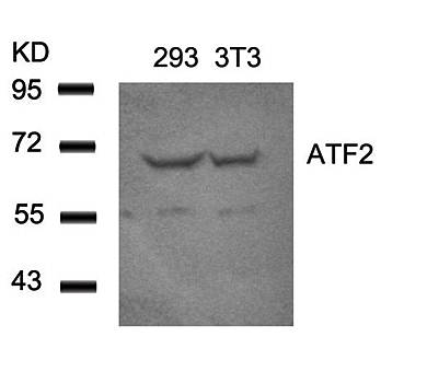 ATF2 (Ab-62 or 44) Antibody