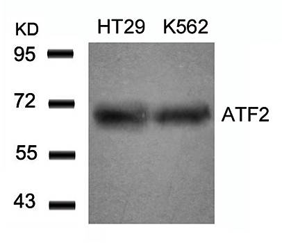 ATF2 (Ab-71 or 53) Antibody