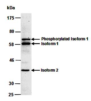 ATF2 (C) Antibody, Rabbit Polyclonal