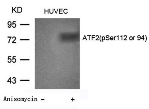ATF2 (Phospho-Ser112 or 94) Antibody
