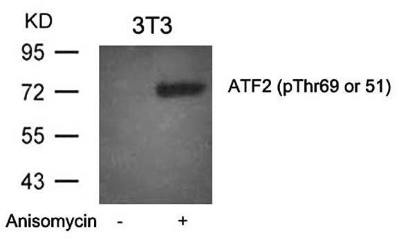 ATF2 (Phospho-Thr69 or 51) Antibody