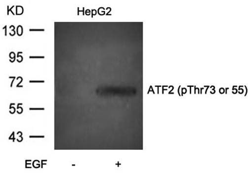 ATF2 (Phospho-Thr73 or 55) Antibody