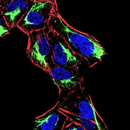 ATF3 Antibody