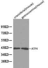 ATF4 antibody