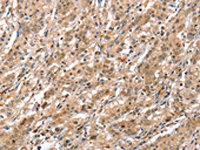 ATG12 Antibody