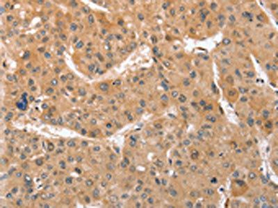 ATG12 Antibody