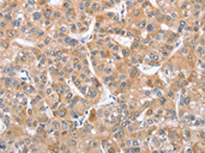 ATG12 Antibody