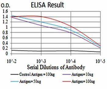 ATG13 Antibody