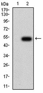 ATG13 Antibody