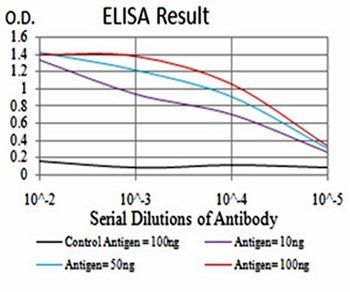 ATG13 Antibody