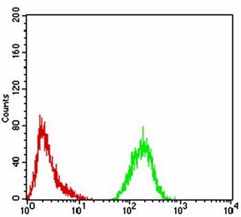 ATG13 Antibody