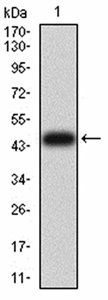 ATG13 Antibody