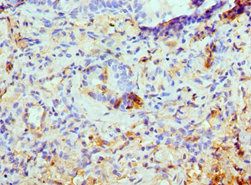 ATG13 Antibody