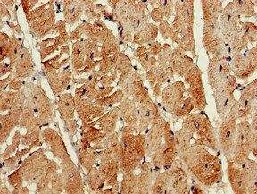 ATG13 Antibody