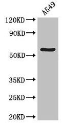 ATG13 Antibody
