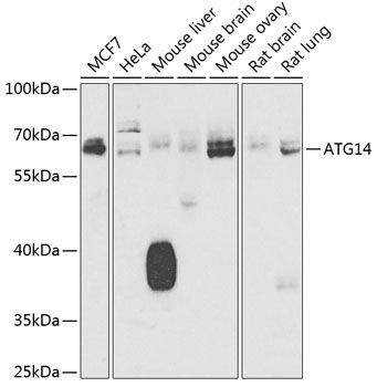 ATG14 antibody