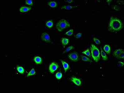 ATG14 Antibody