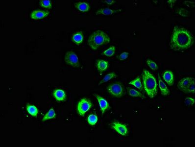 ATG14 antibody