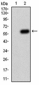 ATG14L Antibody